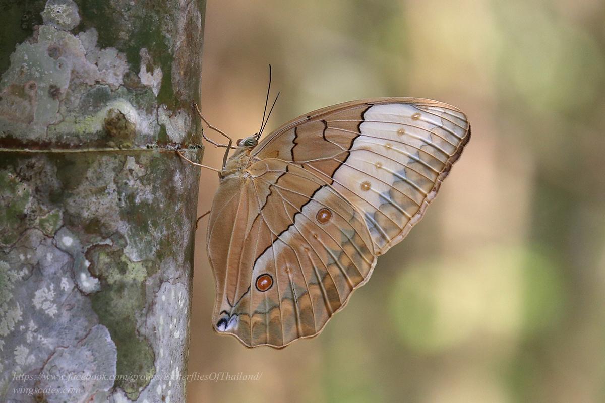 Stichophthalma louisa louisa : Burmese Junglequeen / ผีเสื้อนางพญาพม่า