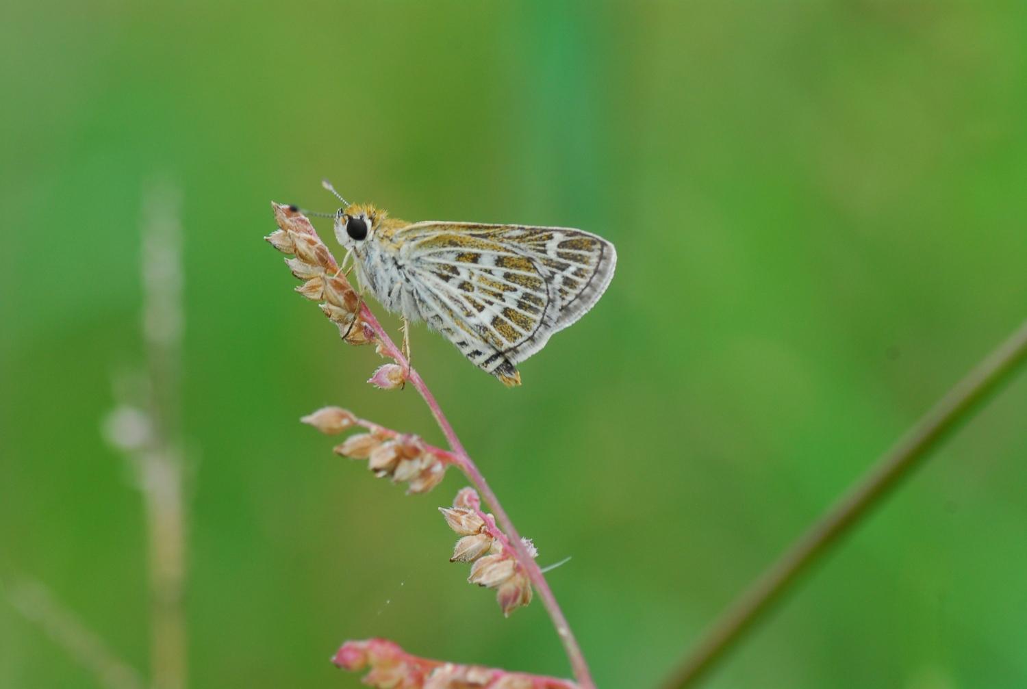 Taractrocera maevius sagara : Common Grass Dart / ผีเสื้อหนวดตุ้มจุดขาว