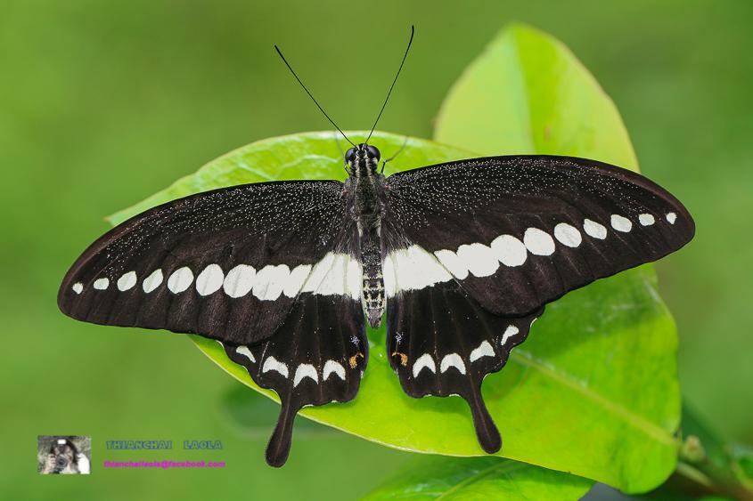 Papilio demolion demolion : Banded Swallowtail / ผีเสื้อหางติ่งสะพายขาว