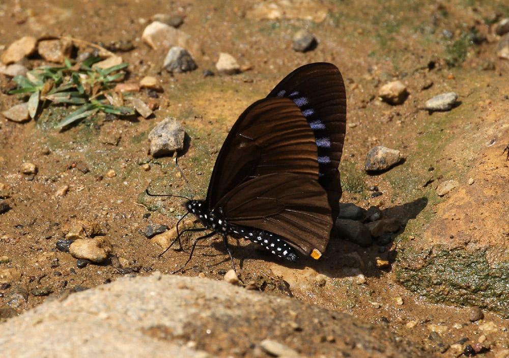Papilio slateri slateri : Blue-striped Mime / ผีเสื้อเชิงลายเหลือบฟ้า