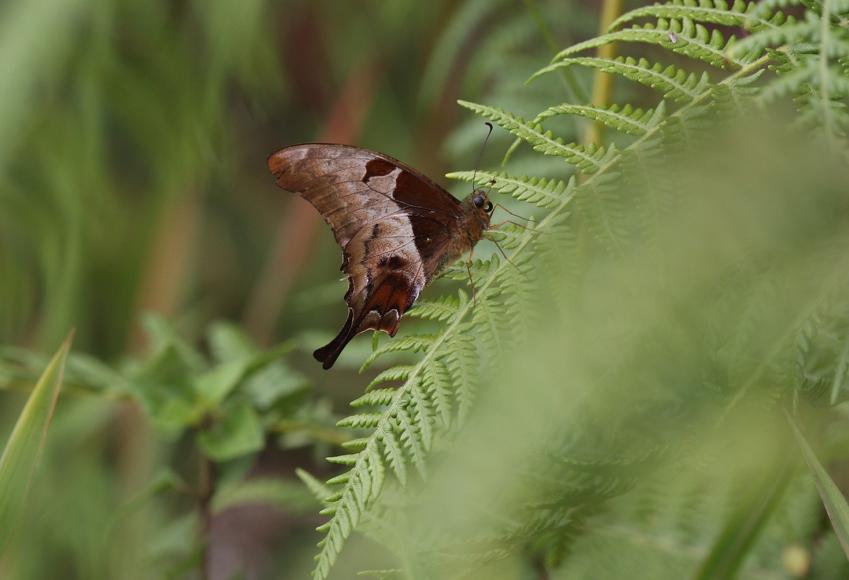 Meandrusa lachinus aribbas : Brown Gorgon / ผีเสื้อหางดาบตาลไหม้