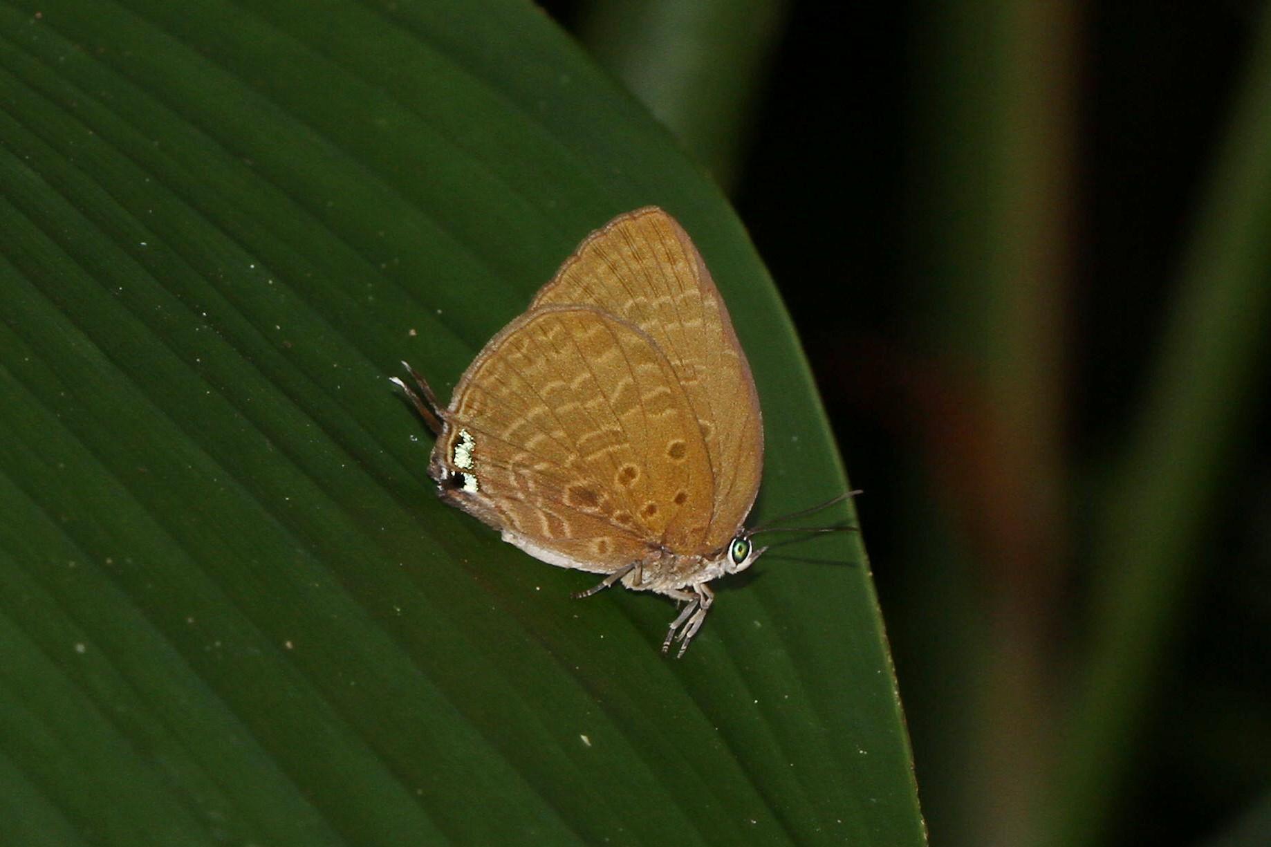 Arhopala atosia malayana : Tailed Disc Oakblue / ผีเสื้อฟ้าไม้ก่อวาวกลางหางเดี่ยว