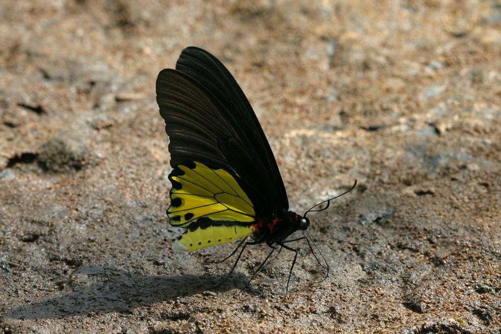 Troides helena cerberus : Common Birdwing / ผีเสื้อถุงทองป่าสูง