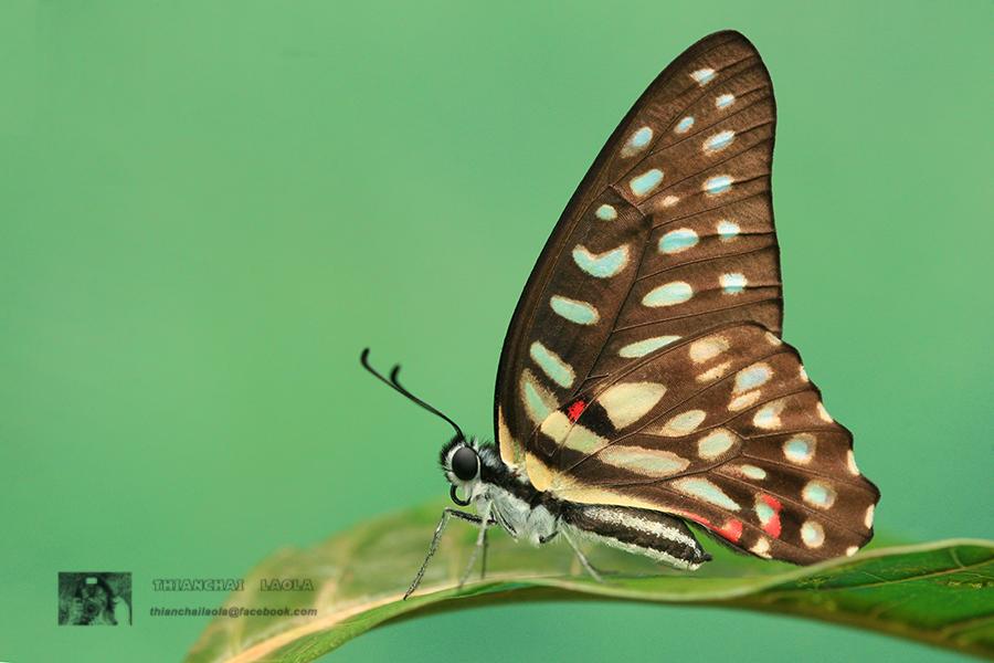 Graphium arycles arycles : Spotted Jay / ผีเสื้อหนอนจำปีจุดแดงต่อ