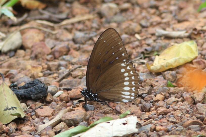Penthema darlisa mimetica : Three-coloured (Black) Kaiser / ผีเสื้อไกเซอร์สามสี