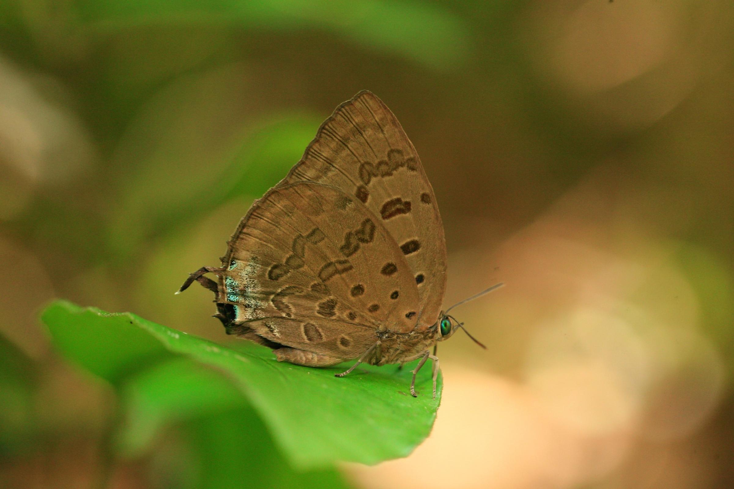 Arhopala silhetensis silhetensis : Sylhet Oakblue / ผีเสื้อฟ้าไม้ก่อเมืองซิลเฮด