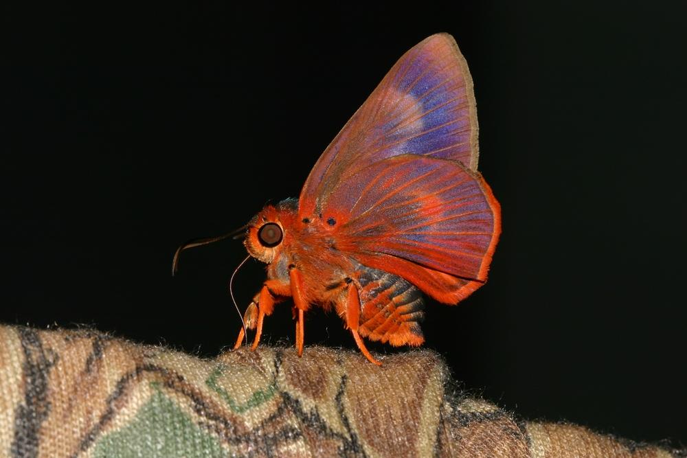 Burara oedipodea belesis : Branded Orange Awlet / ผีเสื้อหน้าเข็มปีกมนตัวเขียว