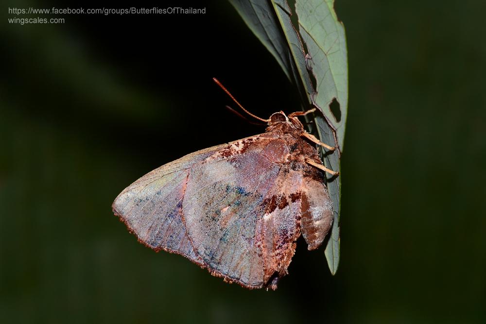 Liphyra brassolis brassolis : Moth Butterfly / ผีเสื้อม้อธ