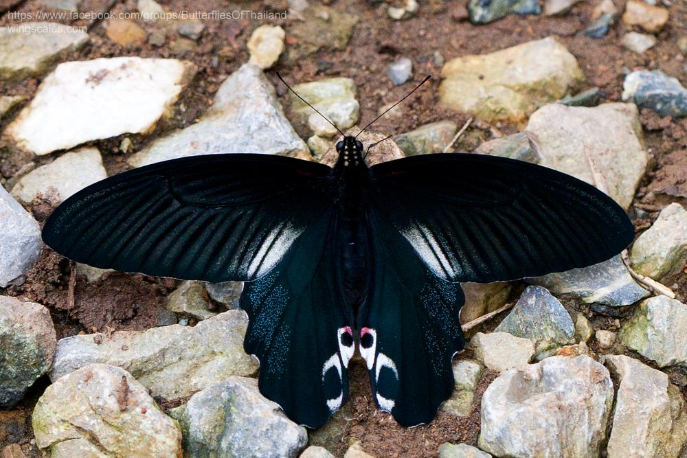 Papilio alcmenor alcmenor : Redbreast / ผีเสื้ออกแดง