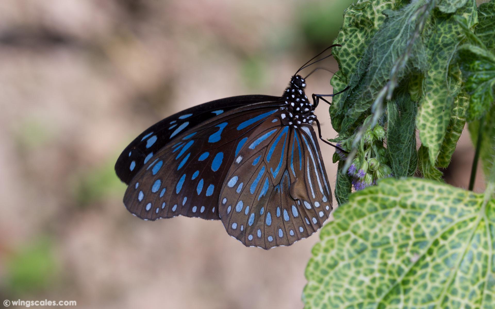 Tirumala septentrionis septentrionis : Dark Blue Tiger / ผีเสื้อลายเสือฟ้าเข้ม