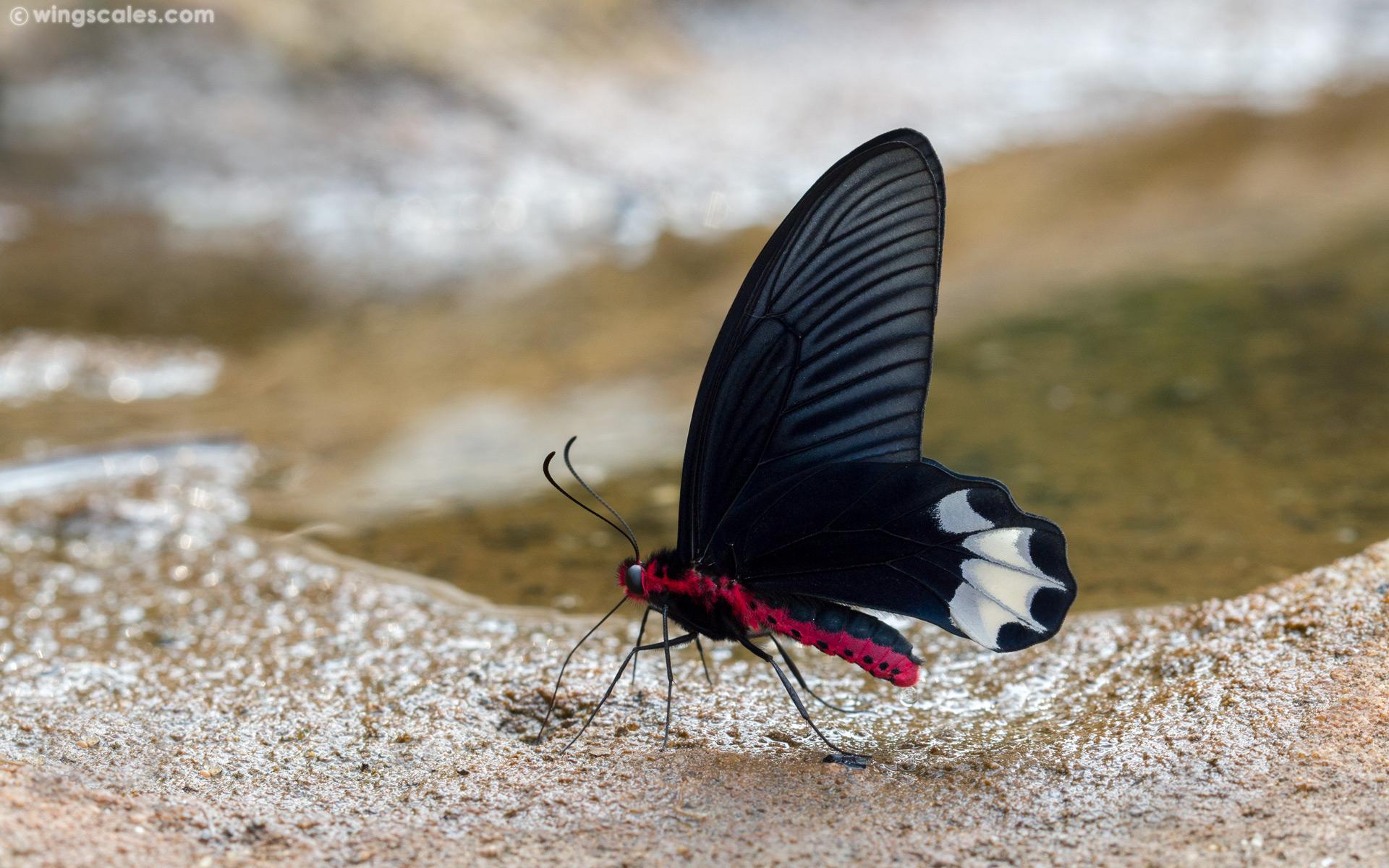 Atrophaneura astorion zaleucus : Burmese Batwing / ผีเสื้อปีกค้างคาวพม่า