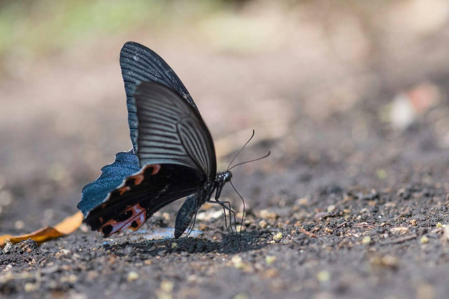 Papilio protenor protenor : Spangle / ผีเสื้อรักแร้ขาว