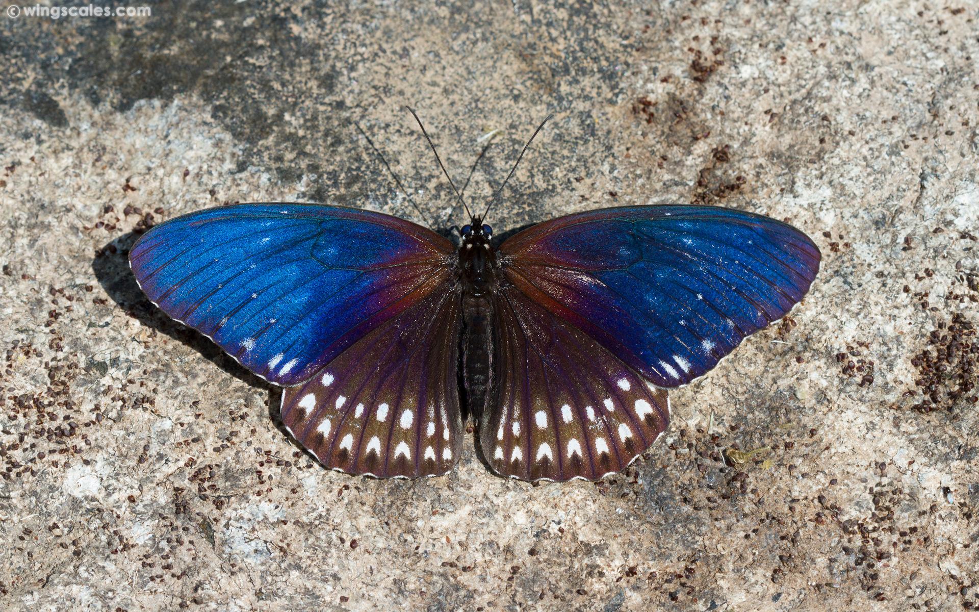 Penthema darlisa melema : Three-coloured (Blue) Kaiser / ผีเสื้อไกเซอร์สามสี