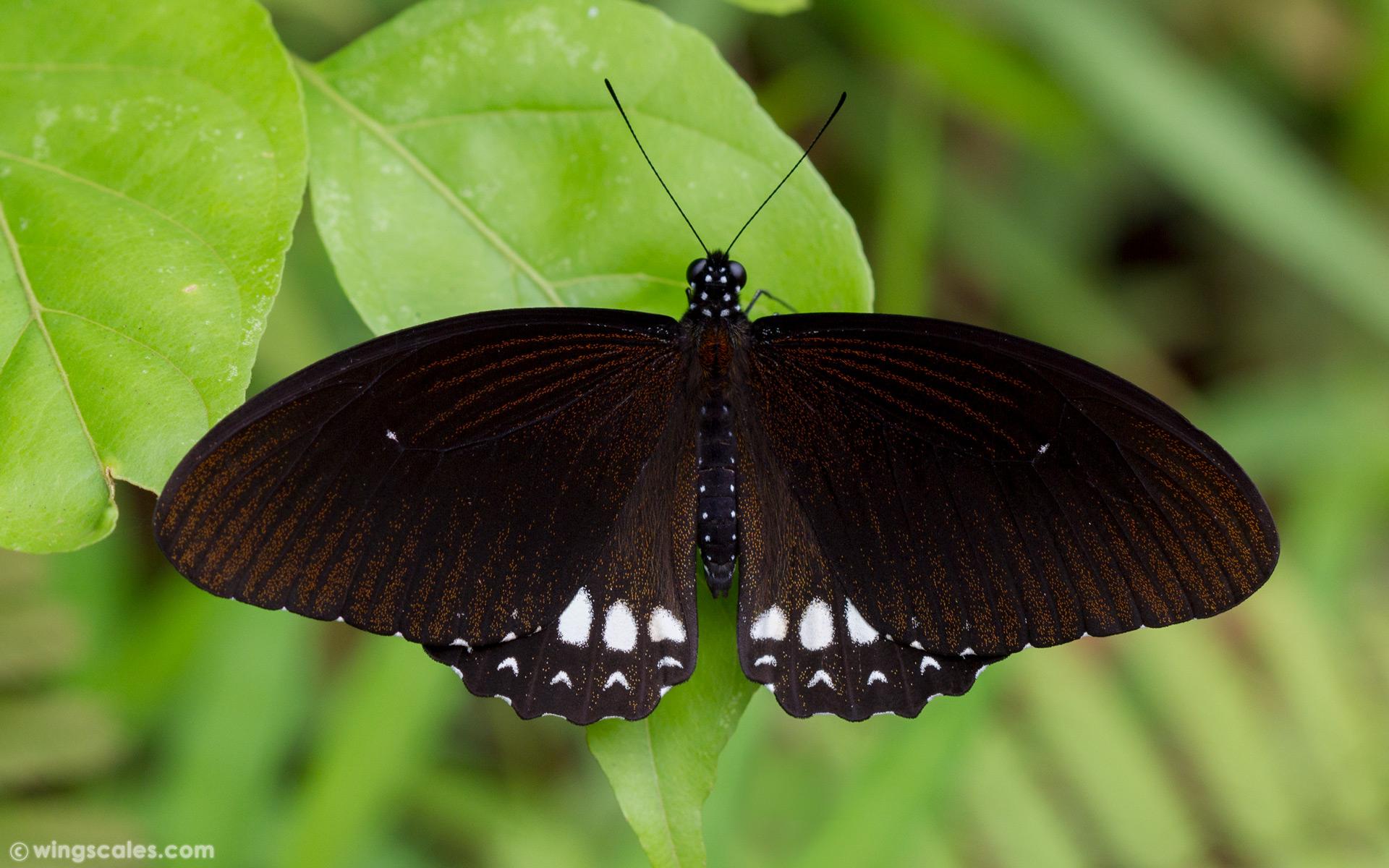 Papilio castor mahadeva : Siamese Raven / ผีเสื้อเชิงลายมหาเทพสยาม