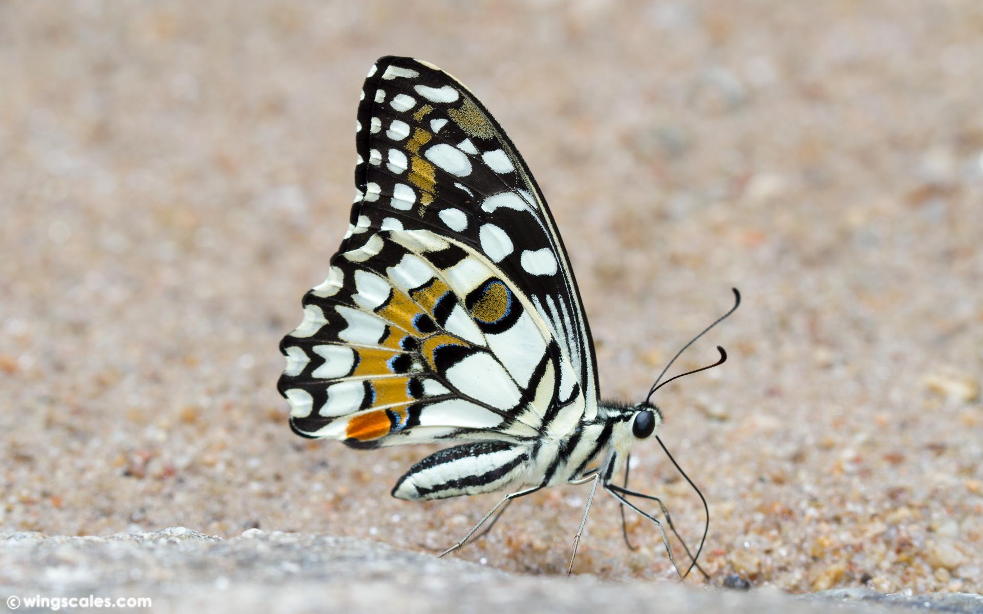 Papilio demoleus malayanus : Lime Butterfly / ผีเสื้อหนอนมะนาว