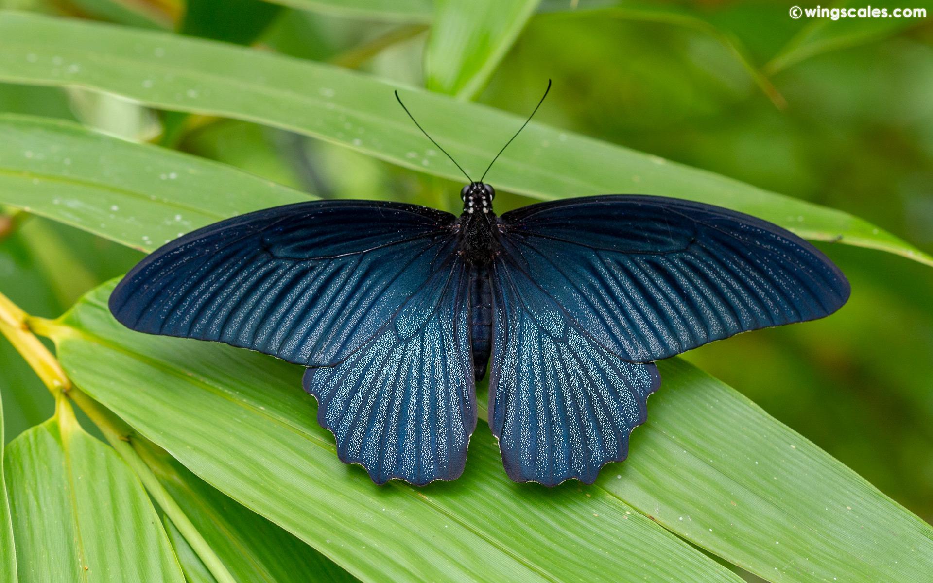 Papilio agenor agenor : Great Mormon / ผีเสื้อหางติ่งนางละเวง