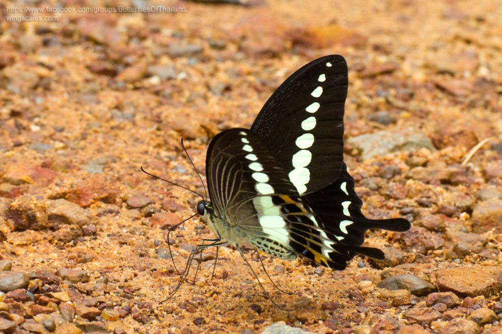 Papilio demolion demolion : Banded Swallowtail / ผีเสื้อหางติ่งสะพายขาว
