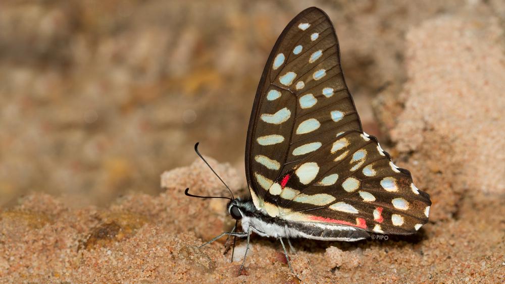 Graphium arycles arycles : Spotted Jay / ผีเสื้อหนอนจำปีจุดแดงต่อ