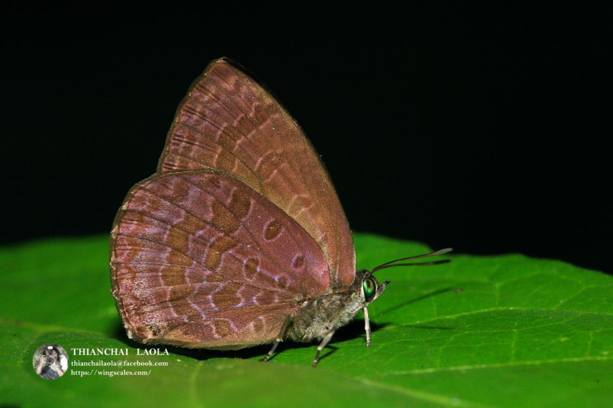 Arhopala arvina aboe : Purple-brown Tailless Oakblue / ผีเสื้อฟ้าไม้ก่อม่วงตาลหางกุด