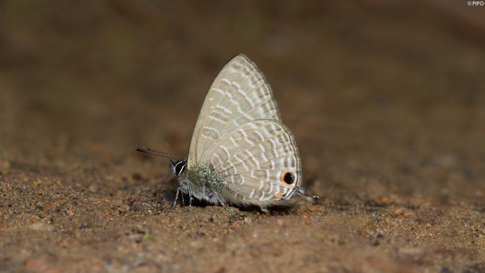 Ionolyce helicon merguiana : Pointed Lineblue / ผีเสื้อฟ้าขีดหกปีกแหลม
