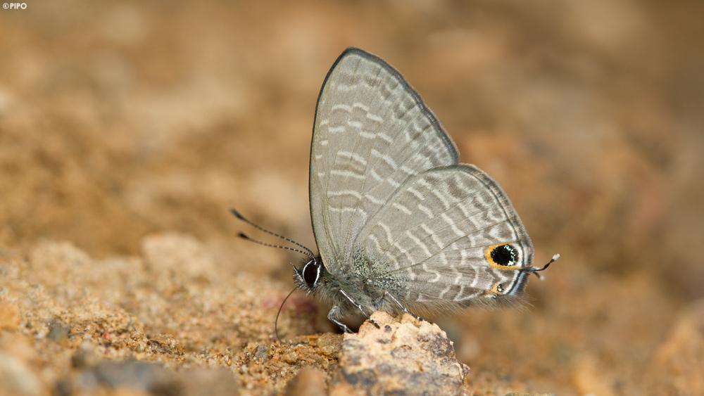 Ionolyce helicon merguiana : Pointed Lineblue / ผีเสื้อฟ้าขีดหกปีกแหลม