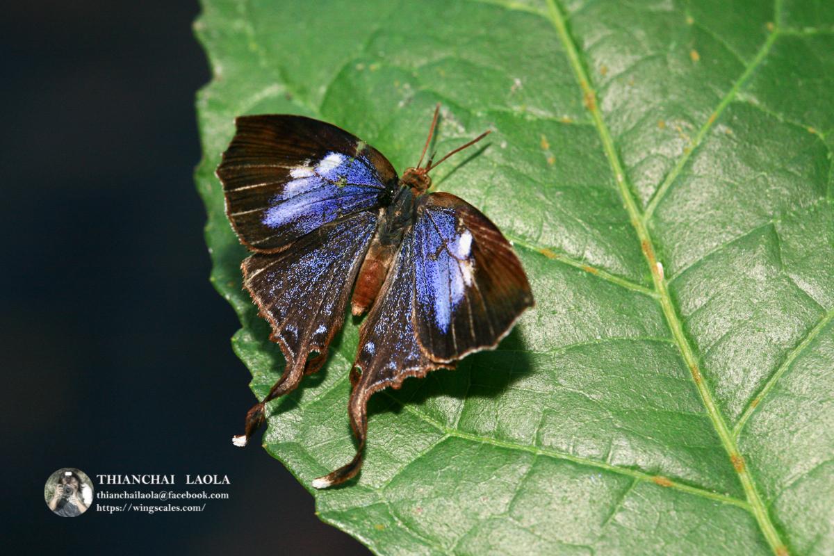 Cheritrella truncipennis : Truncate Imperial / ผีเสื้อม่วงปีกตัด