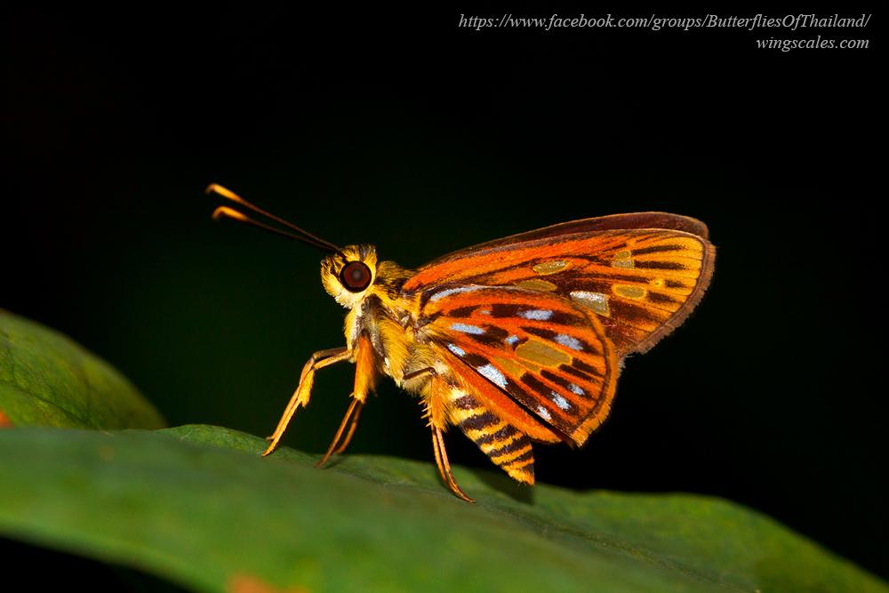 Pyroneura margherita miriam : Spot-conjoined Lancer / ผีเสื้อเส้นปีกแดงจุดเชื่อม