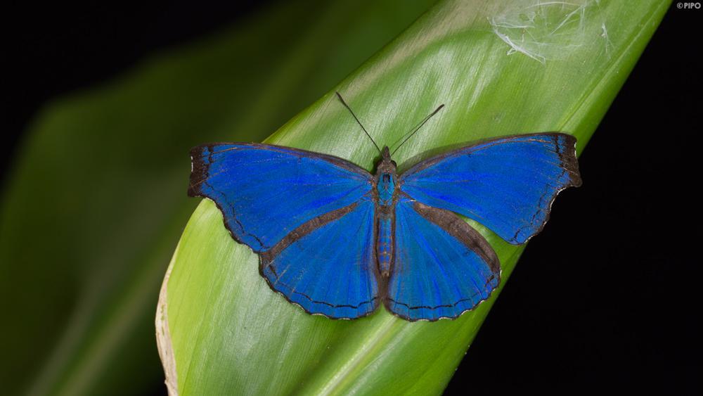 Laringa castelnaui castelnaui : Blue Dandy / ผีเสื้อขี้โอ่น้ำเงิน