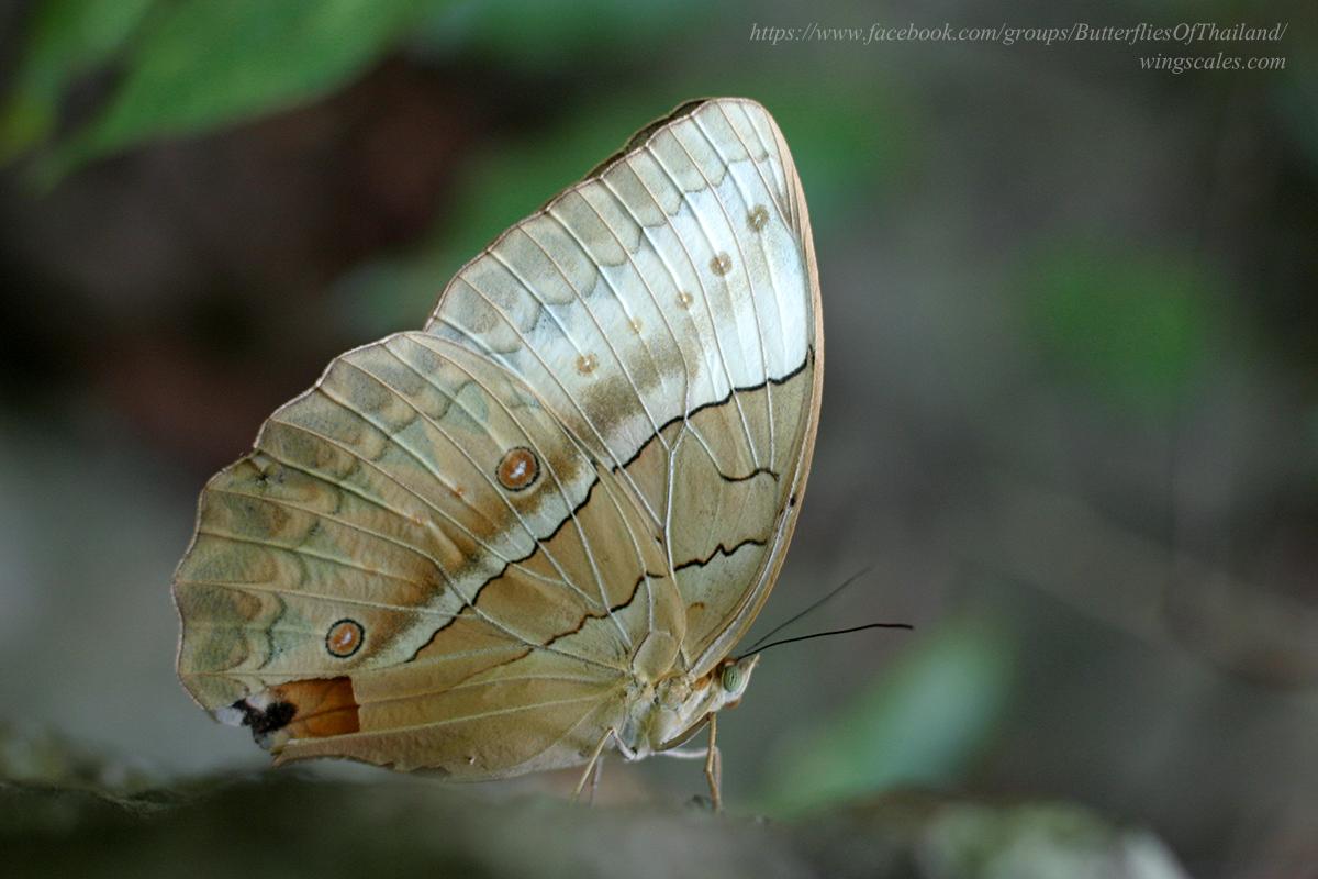 Stichophthalma louisa louisa : Burmese Junglequeen / ผีเสื้อนางพญาพม่า