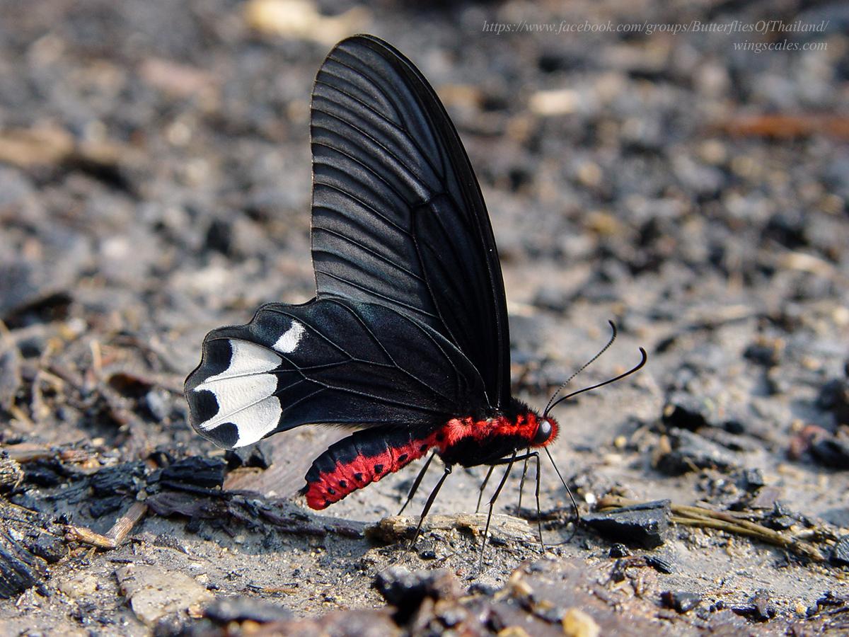 Atrophaneura astorion zaleucus : Burmese Batwing / ผีเสื้อปีกค้างคาวพม่า