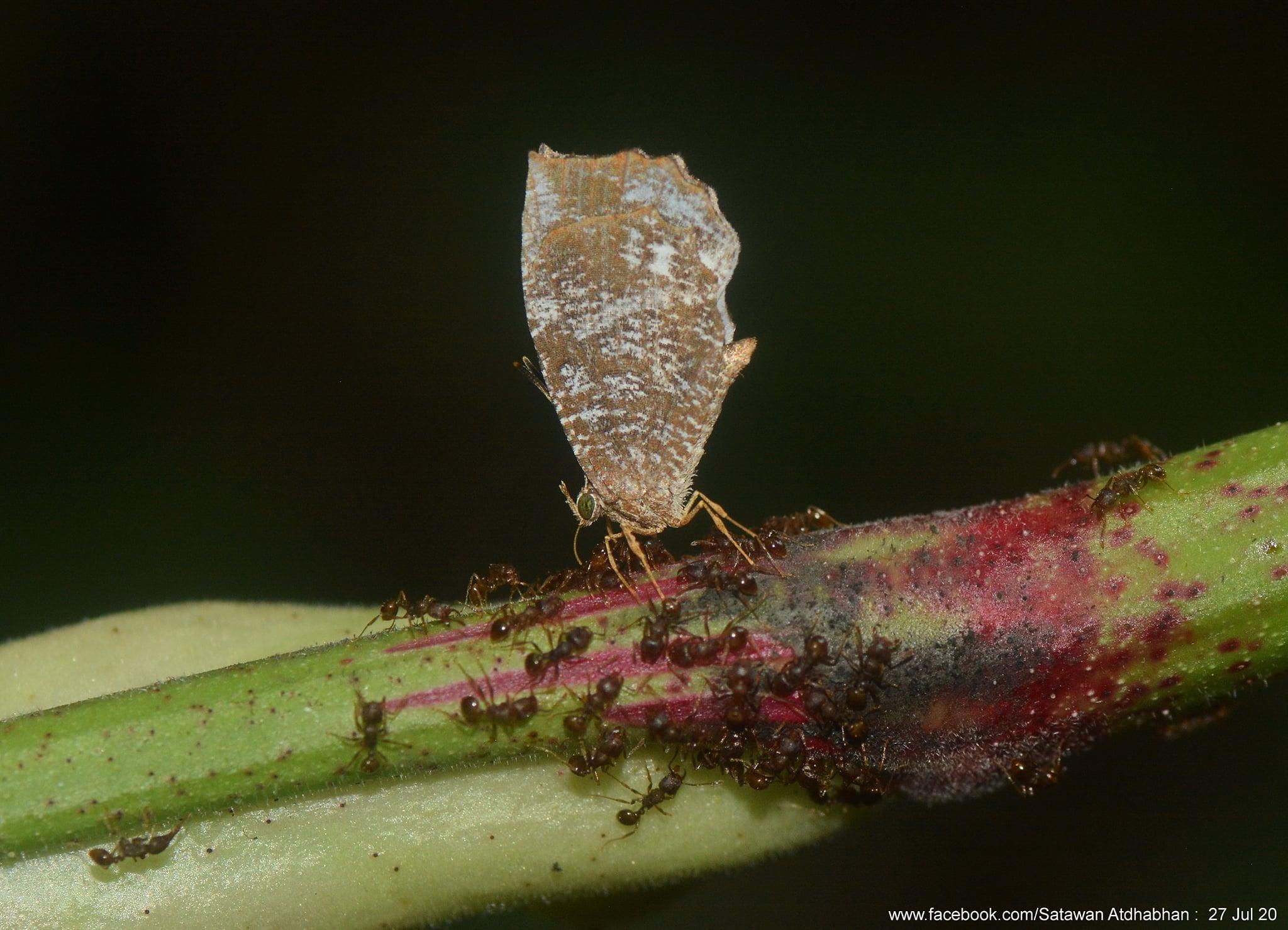 Logania malayica malayica : Malayan Mottle / ผีเสื้อลายหินอ่อนมลายู