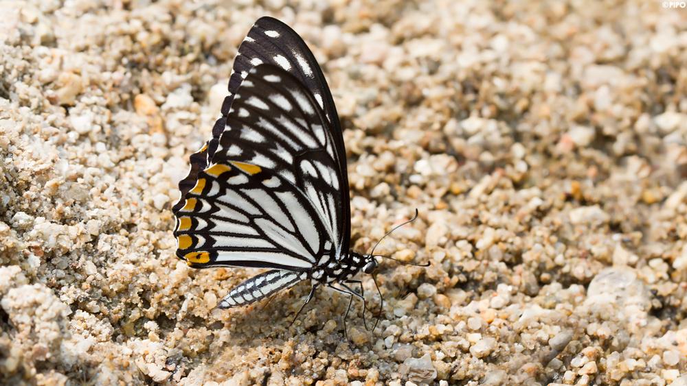 Papilio clytia clytia : Common Mime / ผีเสื้อเชิงลายธรรมดา