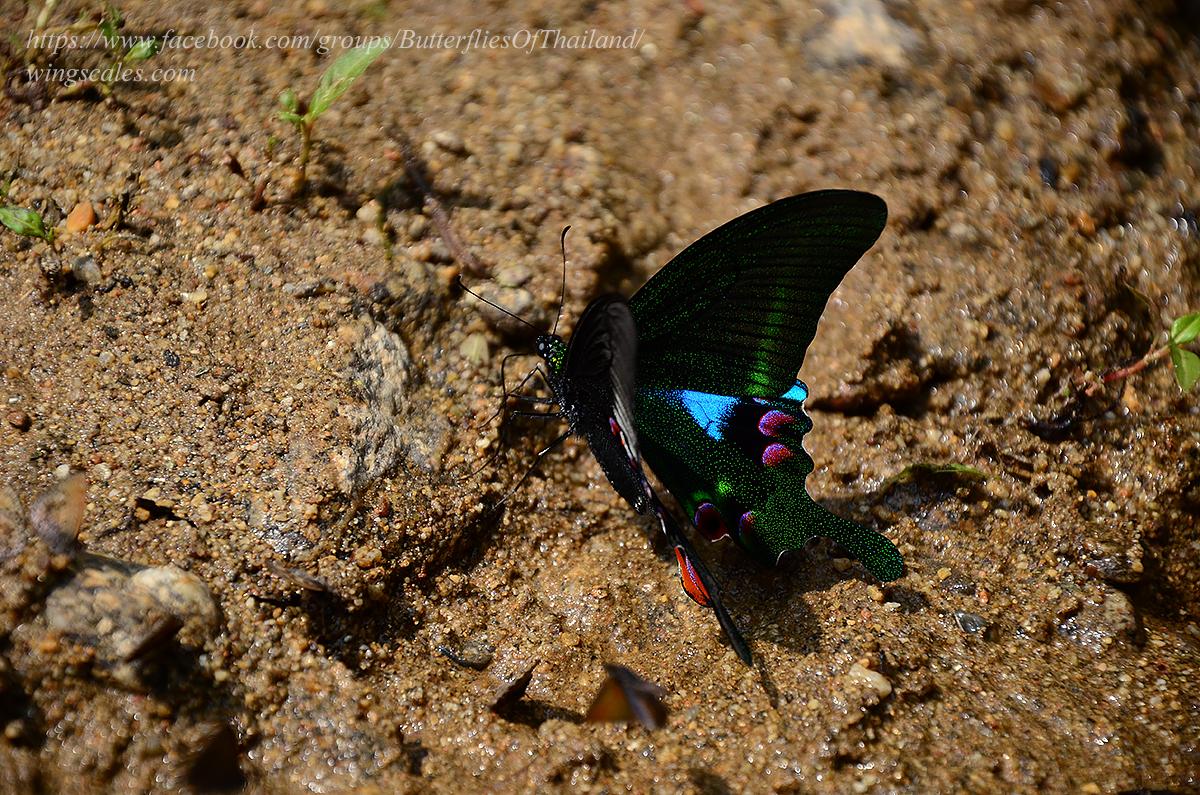 Papilio arcturus arcturus : Blue Peacock / ผีเสื้อหางติ่งแววเลือน (หางติ่งปารีสดอย)