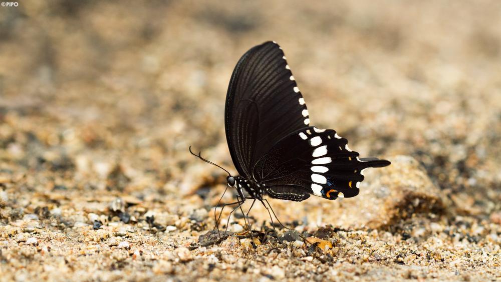 Papilio polytes romulus : Common Mormon / ผีเสื้อหางติ่งธรรมดา