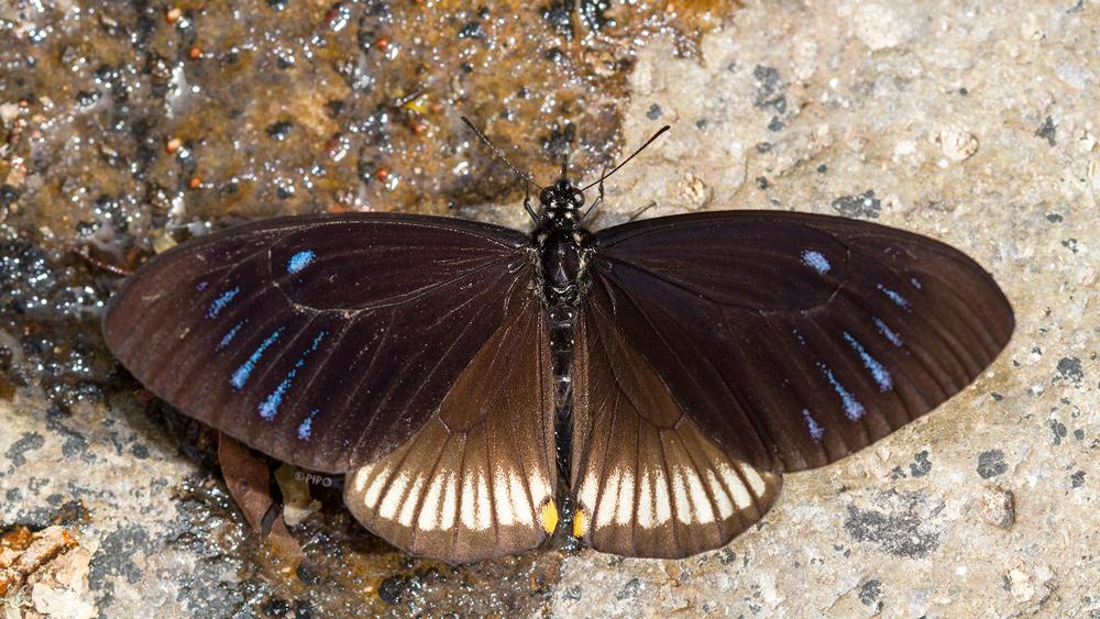 Papilio slateri marginata : Blue-striped Mime / ผีเสื้อเชิงลายเหลือบฟ้า