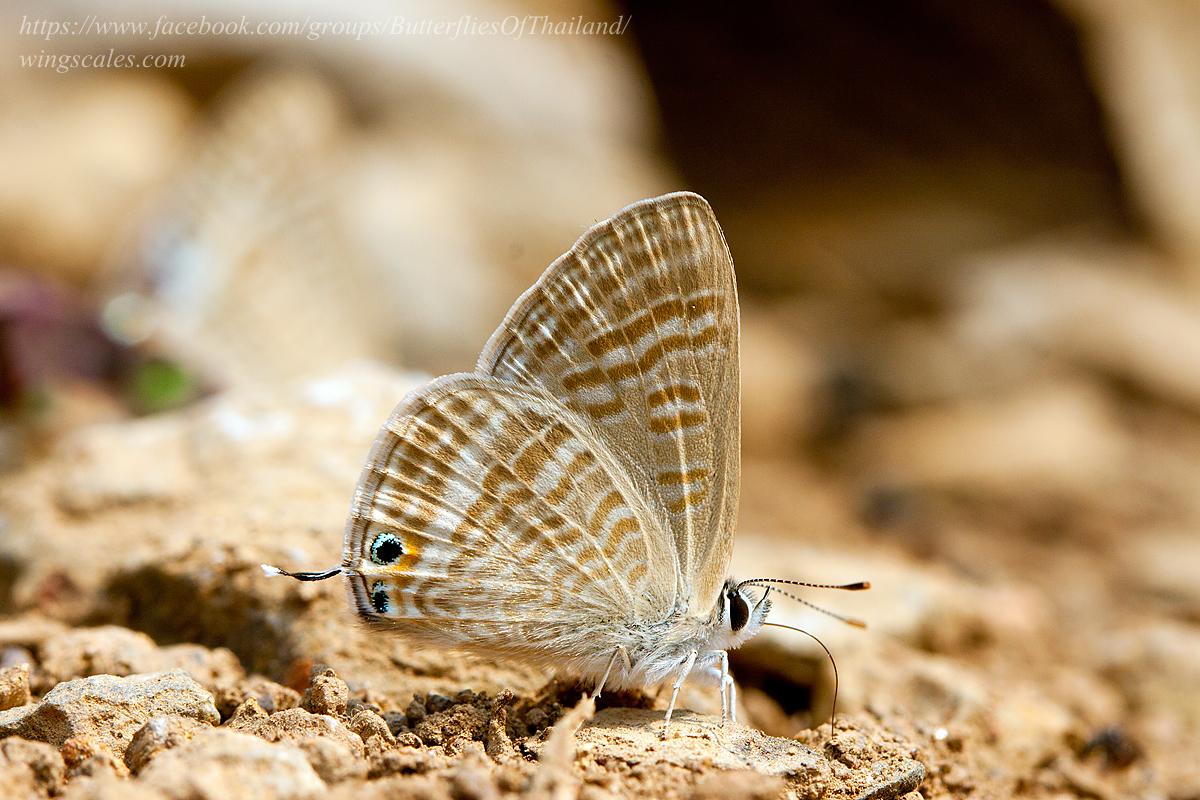 Lampides boeticus : Peablue (Bean Butterfly) / ผีเสื้อหนอนถั่ว