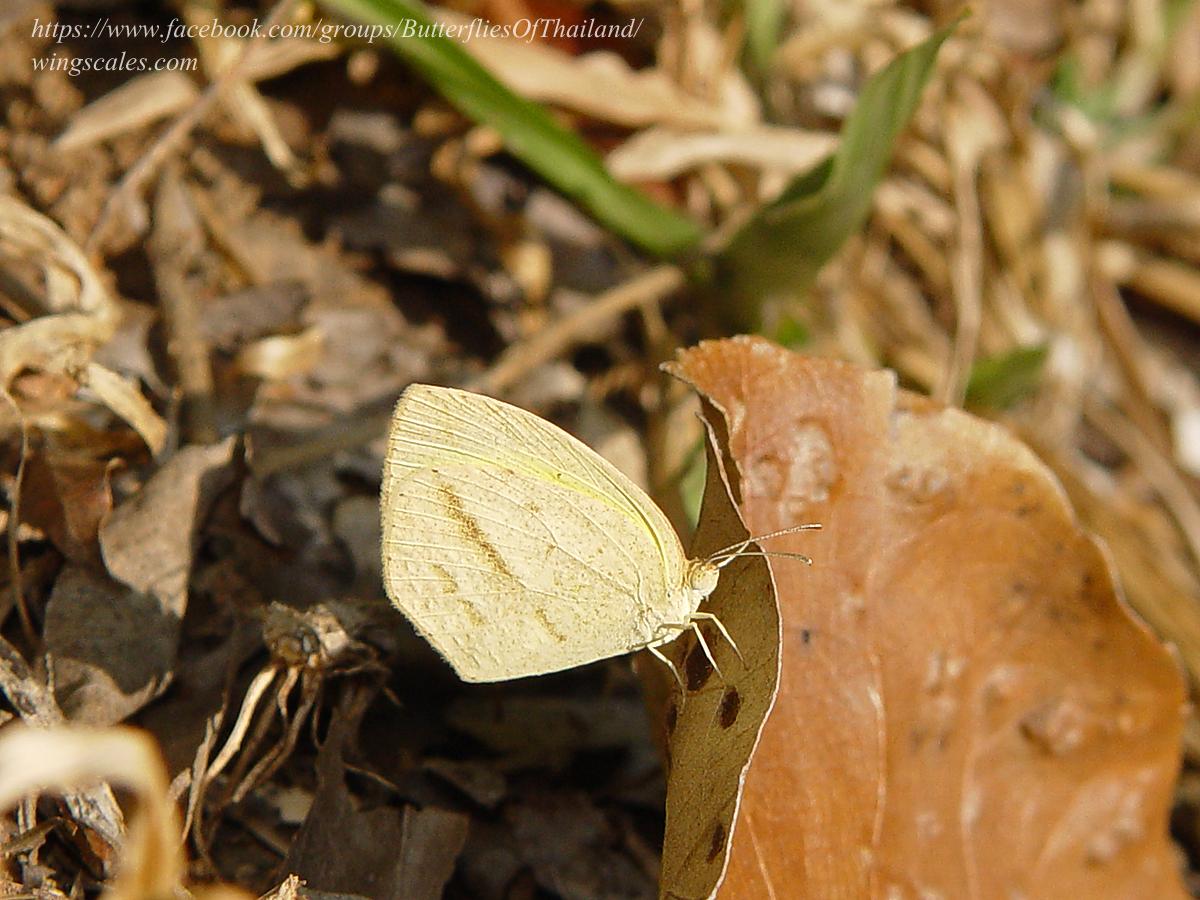 Eurema laeta pseudolaeta : Spotless Grass Yellow / ผีเสื้อเณรไร้จุดลายขีด