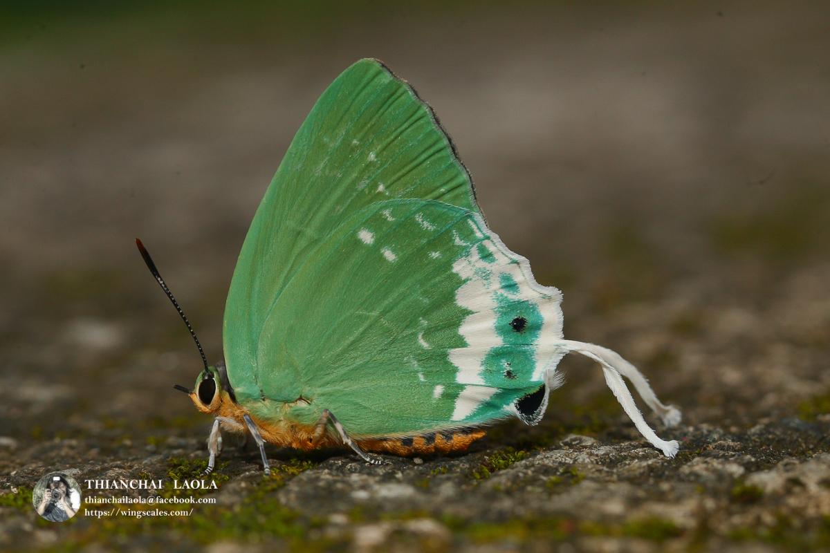 Artipe eryx eryx : Green Flash / ผีเสื้อใต้ฉาบหยก