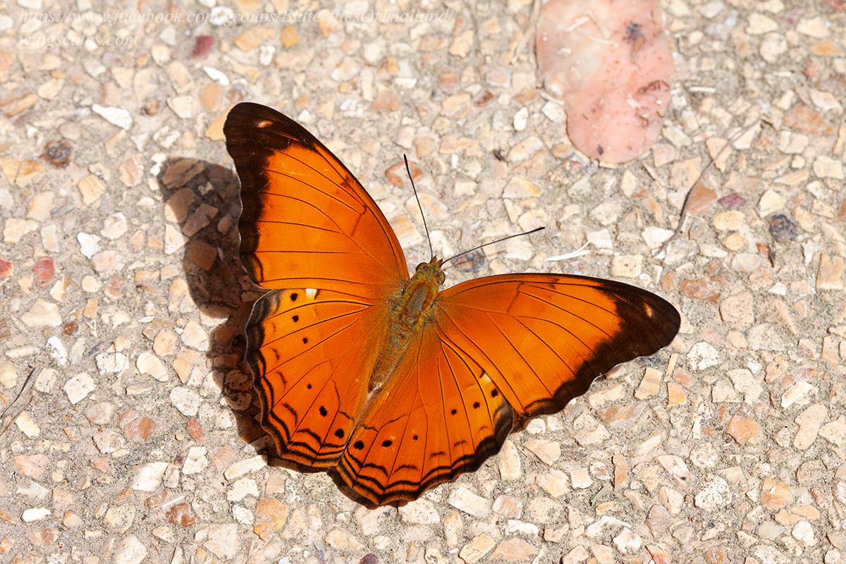 Cirrochroa emalea emalea : Malay Yeoman / ผีเสื้อสีอิฐมลายู