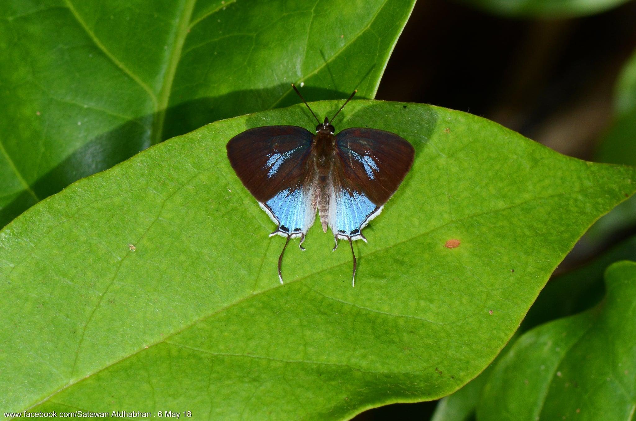 Drupadia scaeva scaeva : Blue Posy / ผีเสื้อแต้มแสดสีฟ้า