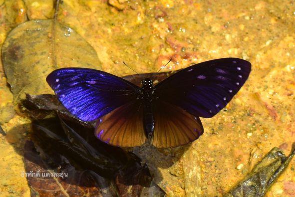 Papilio paradoxa aenigma : Great Blue Mime / ผีเสื้อเชิงลายใหญ่