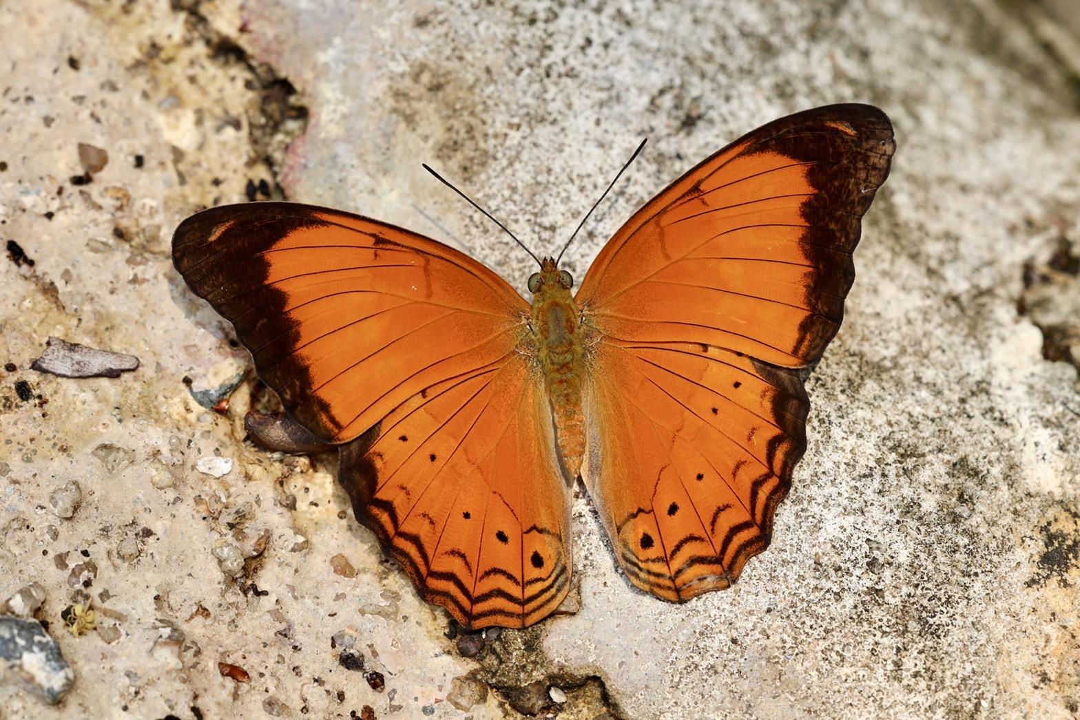 Cirrochroa emalea emalea : Malay Yeoman / ผีเสื้อสีอิฐมลายู