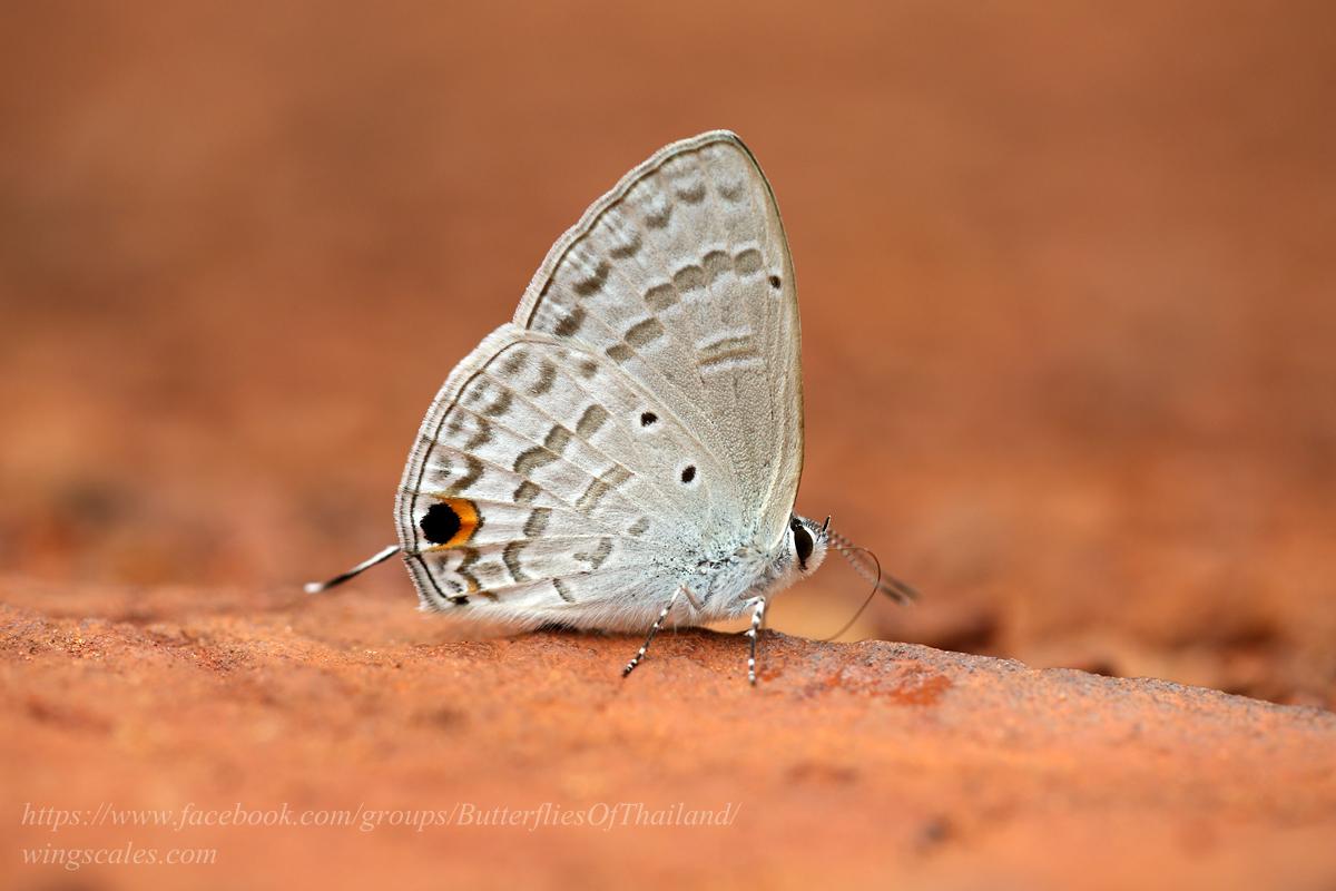 Catochrysops panormus exiguus : Silver Forget-me-not / ผีเสื้อฟ้าดอกถั่วสีเงิน