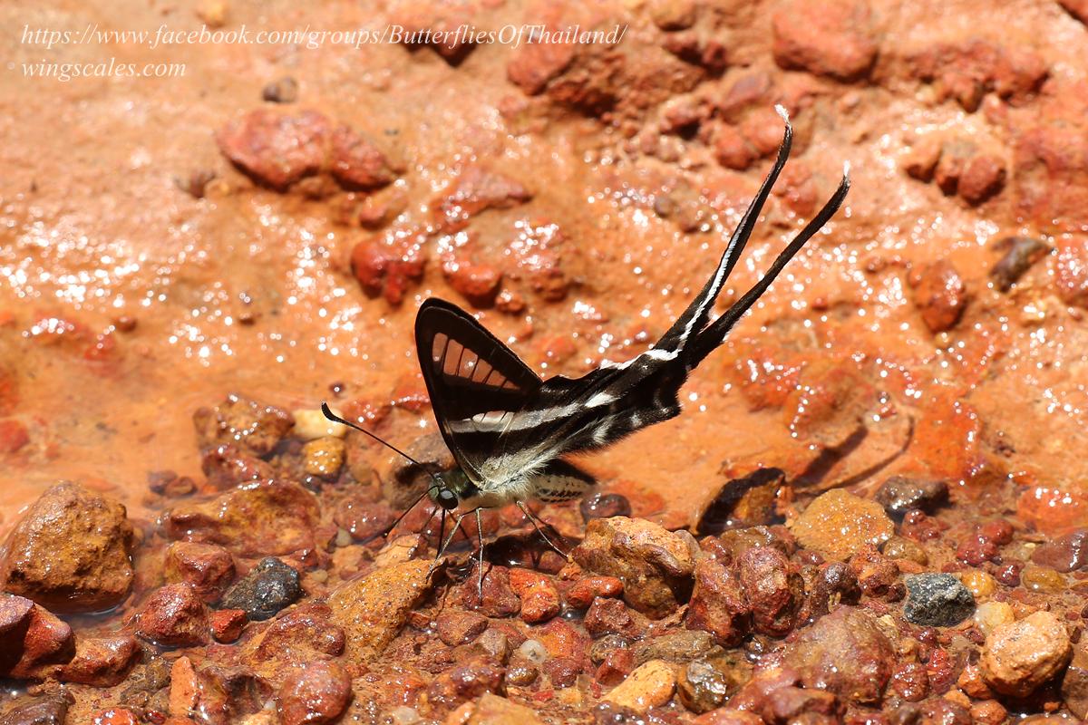 Lamproptera curius curius : White Dragontail / ผีเสื้อหางมังกรขาว