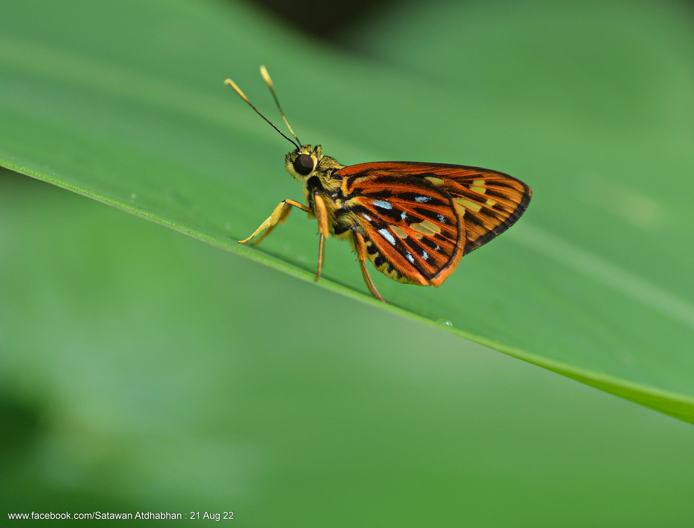 Pyroneura niasana burmana : Burmese Lancer / ผีเสื้อเส้นปีกแดงพม่า