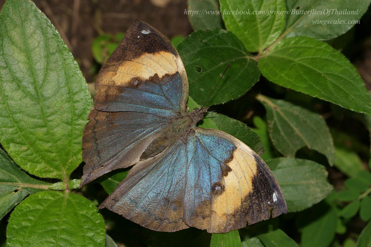 Kallima inachus siamensis : Indian Leaf Butterfly / ผีเสื้อใบไม้ใหญ่อินเดีย