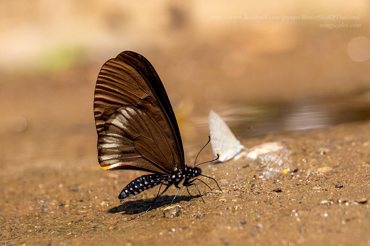 Papilio slateri slateri : Blue-striped Mime / ผีเสื้อเชิงลายเหลือบฟ้า