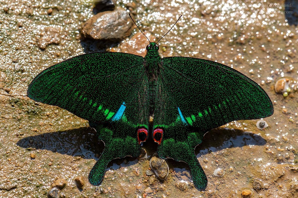 Papilio paris paris : Paris Peacock / ผีเสื้อหางติ่งปารีส