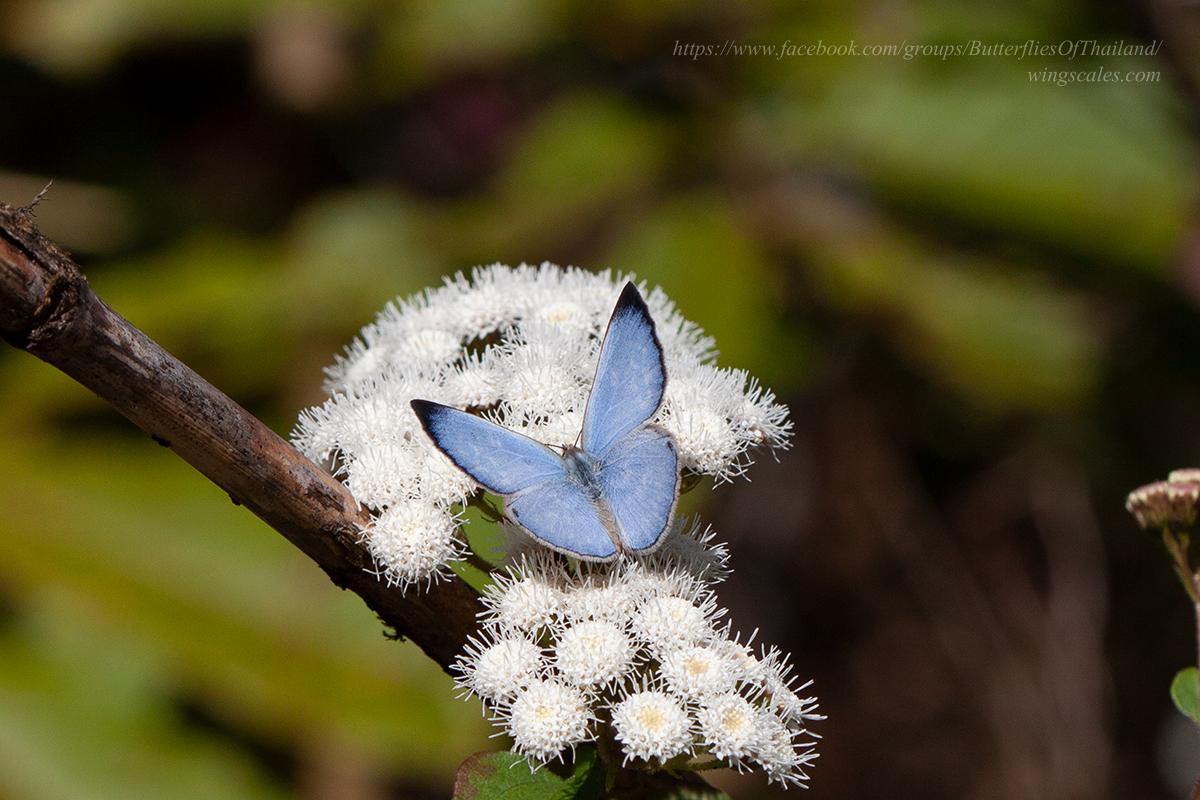Caerulea coeligena chengmaica : Large-spot Blue / ผีเสื้อฟ้าจุดใหญ่