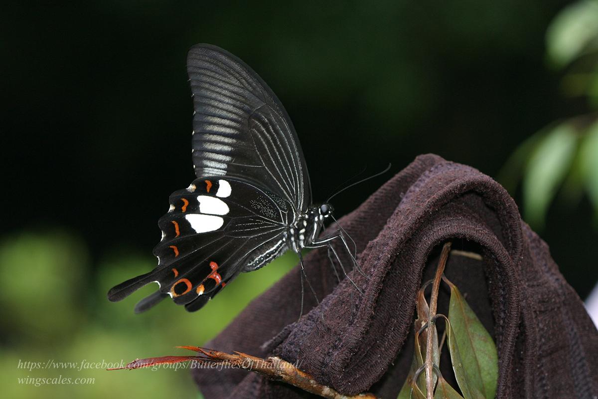 Papilio helenus helenus : Red Helen / ผีเสื้อหางติ่งเฮเลน